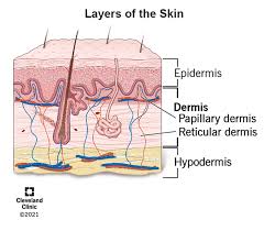 Ever wonder how does underneath of our skin function? Its call Dermis!
